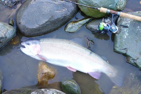 放流日の天竜川ルアーフライテンカラ専用区
